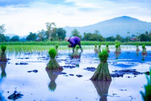 স্বাস্থ্যকর খাবার কোনগুলো?